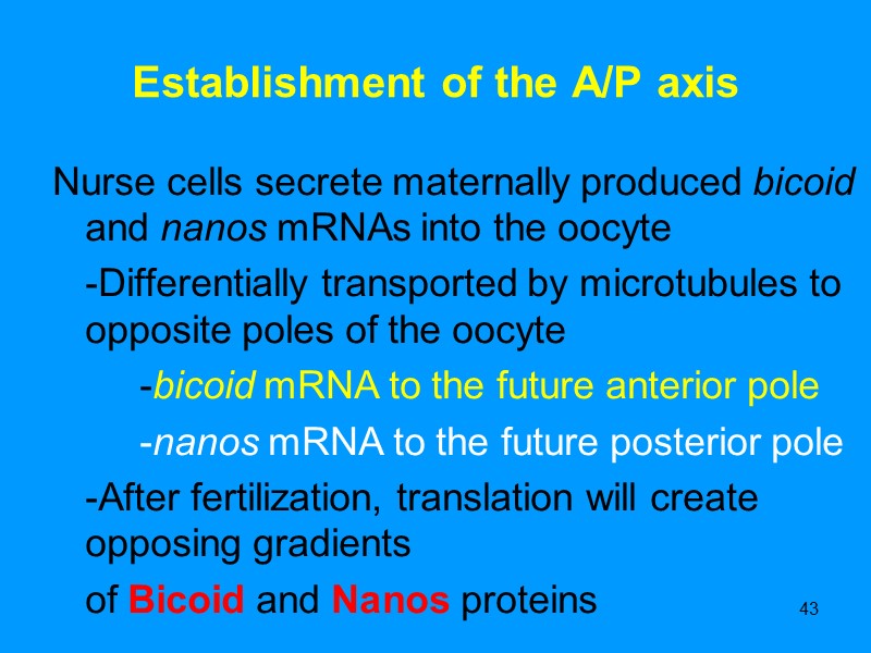 43 Establishment of the A/P axis Nurse cells secrete maternally produced bicoid and nanos 43 Establishment of the A/P axis Nurse cells secrete maternally produced bicoid and nanos